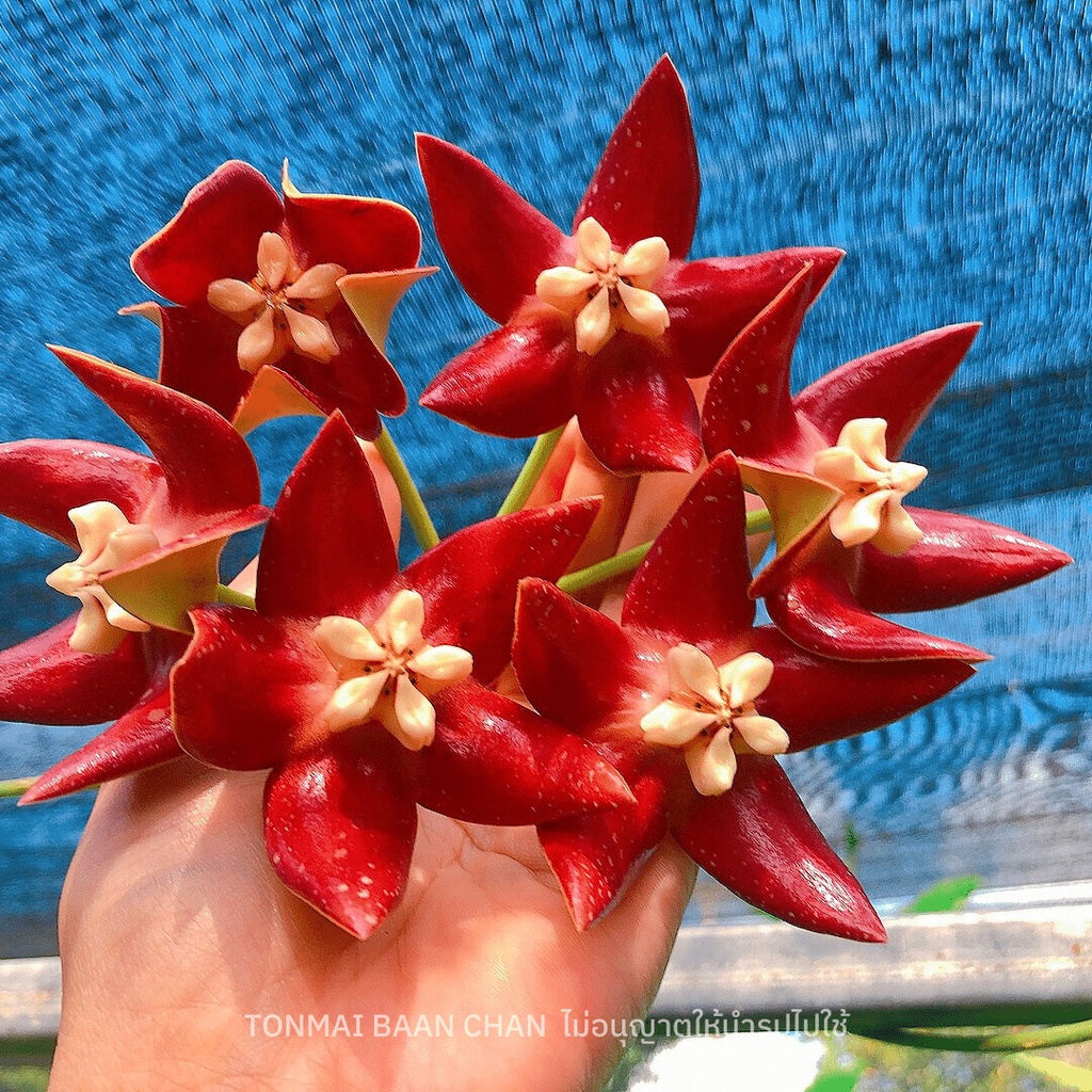 โฮย่าจักรพรรดิ์ Hoya Imperialis red ดอกสีแดงฟอร์มใหญ่ ต้นใหญ่ พร้อมออกดอก - รูปที่ 2