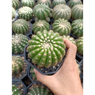 notocactus uebelmannia โนโตดอกสีชมพู