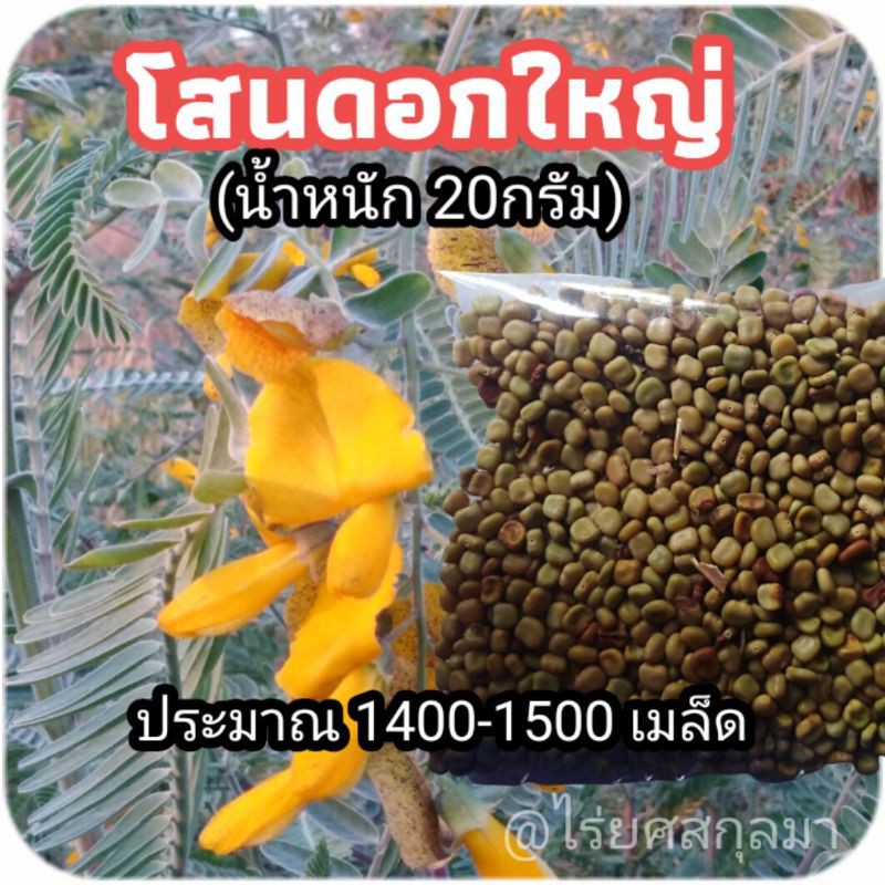 โสนดอกใหญ่ เมล็ดโสนยักษ์ เมล็ดพันธุ์​เก็บใหม่ปีนี้ อัตราการงอกสูง