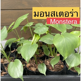 มอนสเตอร่า ไจแอนท์ เพาะเมล็ด ต้นกล้า monstera ต้นไม้ฟอกอากาศ