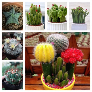 ปลูกง่าย ปลูกได้ทั่วไทย Long thorns cactus seeds โอพันเทีย กระบองเพชร หนามยาม กระบองเพชร แคคตัส พืชอวบน้ำถังทอง ขนาด