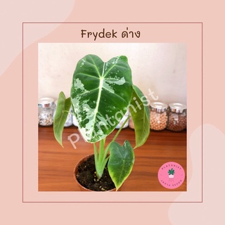 [Rare‼️] Alocasia Frydek Variegated - ไม้หายาก ไม้สะสม หายากสุดๆ ราคากำลังพุ่ง (นัดรับได้)