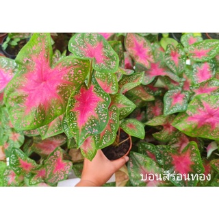 บอนสีร่อนทอง🌱ต้นบอนสีร่อนทอง (1กระถางมี3ต้น)มีหัวทุกต้น