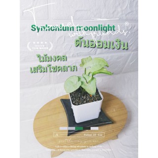 ต้นออมเงิน ออมทรัพย์ ต้นไม้มงคลเสริมโชคลาภเงินทอง syngonium moonlight,,Syngonium Christmas holiday