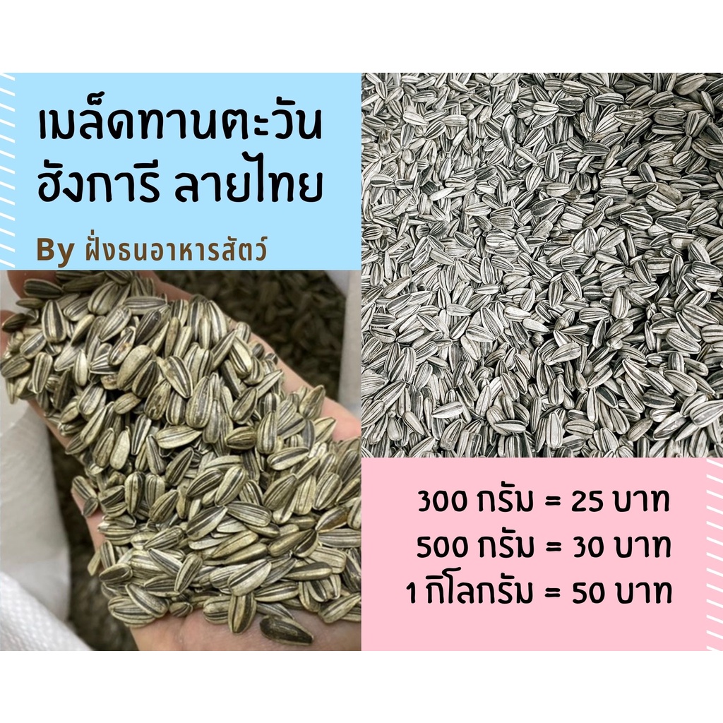 เมล็ดทานตะวันฮังการี ลายไทย ทานตะวันเม็ดเล็ก ฮังการี สำหรับนก สัตว์ฟันแทะ *****แบ่งบรรจุ พร้อมส่ง