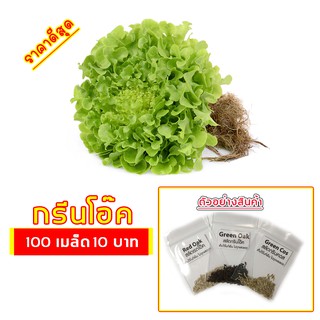 🌱เมล็ดผักสลัด กรีนโอ๊ค 100 เมล็ด 10 บาท 📌งอกดีมีคู่มือการปลูก / ผักอินทรีย์ ผักสลัด เมล็ดสลัดรวม เมล็ดผัก เมล็ดพันธุ์