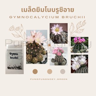 เมล็ดกระบองเพชร เมล็ดแคคตัส เมล็ด Gymnocalycium bruchii 30 เมล็ด