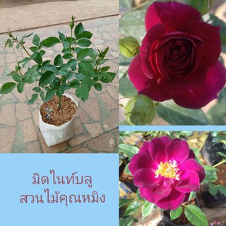 มิดไนท์บลู🌹กุหลาบสีม่วง💜ดอกหอมมีกลิ่นหอมเหมือนน้ำหอม