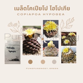 เมล็ดกระบองเพชร เมล็ดแคคตัส เมล็ด Copiapoa hypogea 10 เมล็ด