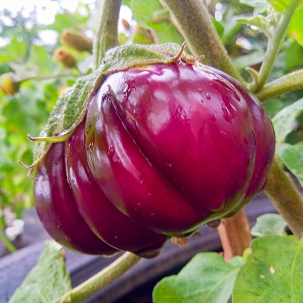 มะเขือฟักทองม่วง🎈อิตาลี🎯ถูกที่สุด10บ.🎯เมล็ดพันธุ์มะเขือฟักทองม่วง 20 เมล็ด🌱ปลูกง่าย🌱ผลใหญ่🌱รสชาติอร่อย