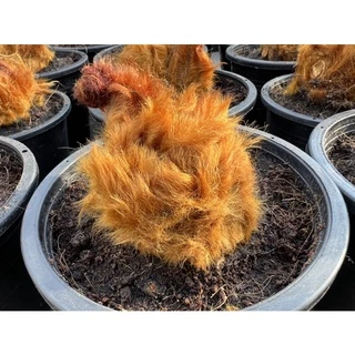 ว่านลูกไก่ทอง ไม้มงคลโบราณ ซื้อ3แถมเล็ก1 ขนสีทองสวย ว่านลูกไก่ปลูกไว้เสริมดวงและบารมี เป็นไม้มงคลโบราณ