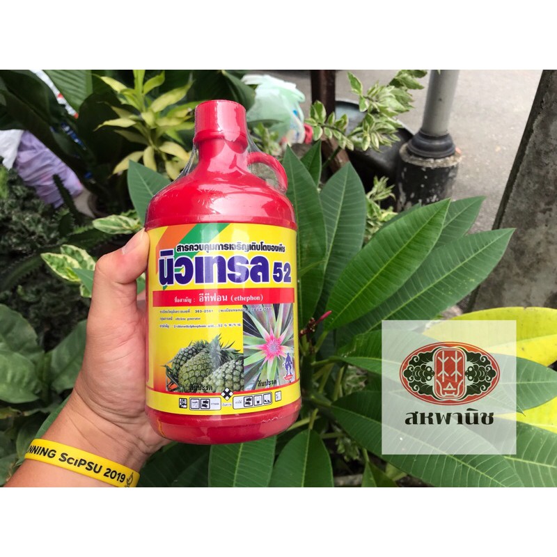 [พร้อมส่ง] นิวเทรล52 ยาเร่งสับปะรด สูตรเข้มข้น
