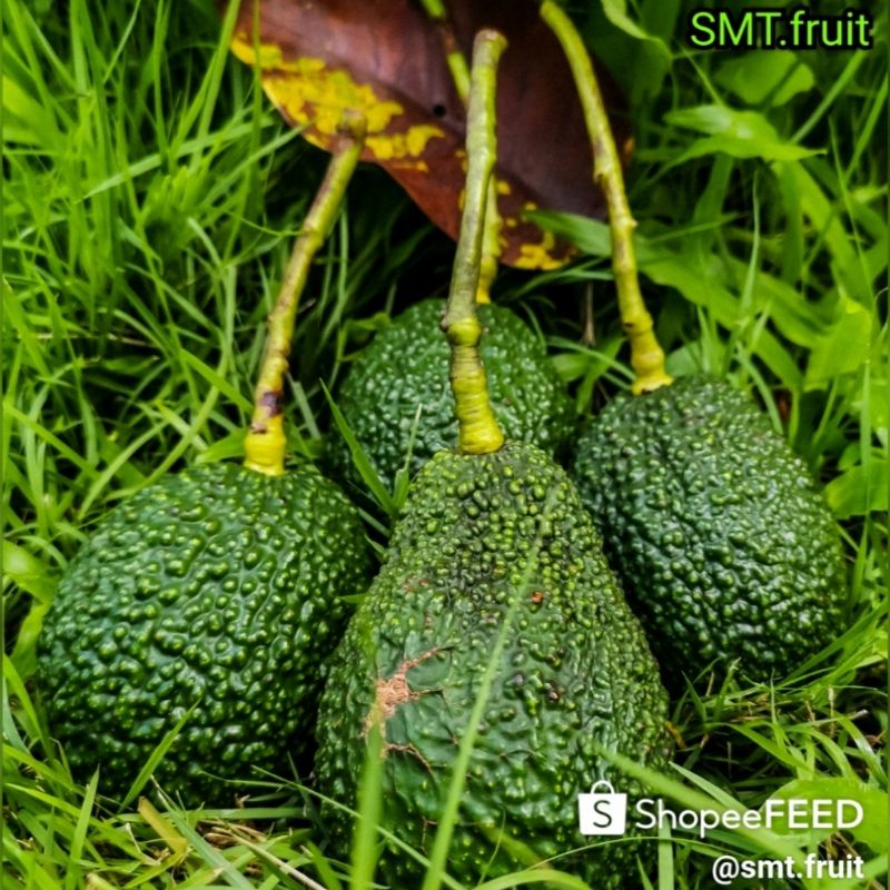 AVOCADO​ HASS​(อโวคาโดพันธุ์​เ​เฮส​)​ 5​-6 /7-8 ลูก​ 1​ kg​ (ตัดใหม่ทุกอาทิตย์​ )