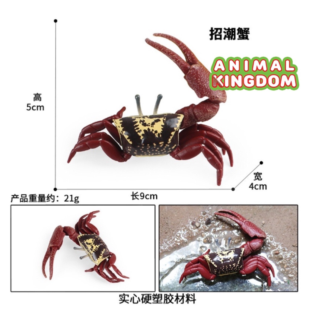 Animal Kingdom โมเดลสัตว์ Crab ปู ก้ามดาบ ลม ขนาด 9.00 CM (จากหาดใหญ่) ราคา ถูกที่สุด ดีลบีเคเค แกลเลอรีภาพที่ 5