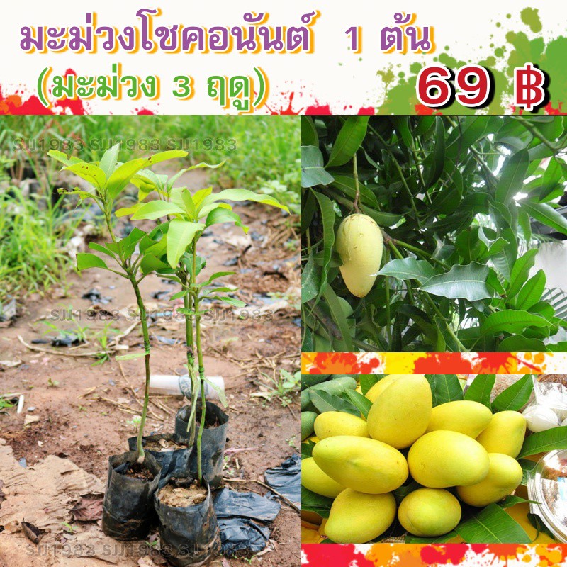 {1 ต้น } มะม่วงโชคอนันต์หรือมะม่วง 3 ฤดู นิยมทานสุก รสชาติหวาน ออกผลตลอดปี สนใจสั่งซื้อได้เลยมีสินค้าพร้อมส่ง