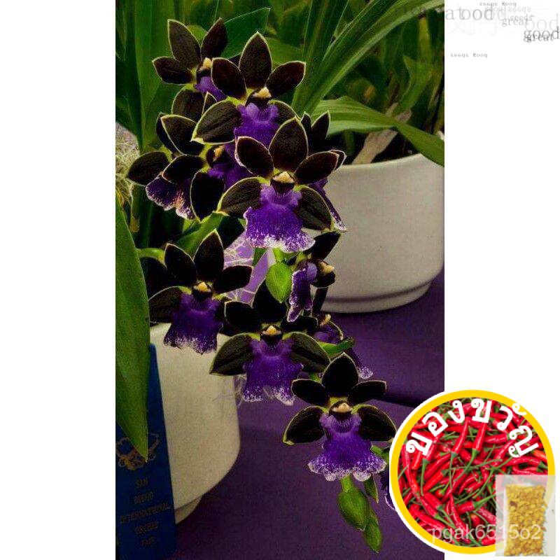 กล้วยไม้/orkid onci/กล้วยไม้ต้นกล้า sizeed 1BTG