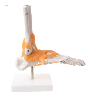 Chua 1: 1 Human Skeleton Human Model Joint Medical Anatomy Ankle Ligament Anatomically Teaching Resource Tool NYPY