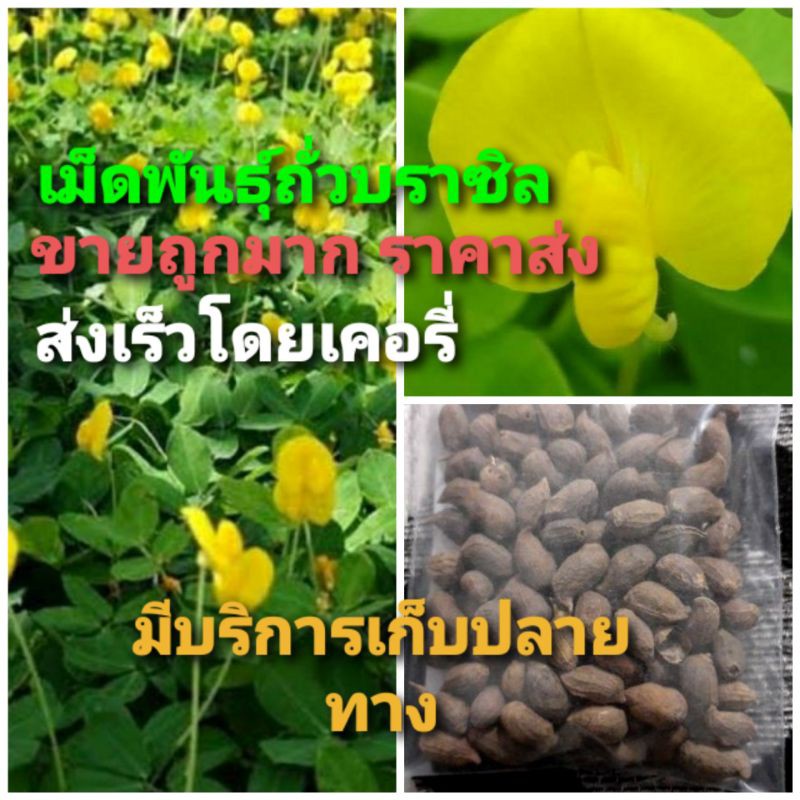 เมล็ดพันธุ์ถั่วบราซิล🤟 บรรจุ 100เมล็ด ไม้ดอกไม้ประดับ จัดสวน พืชคลุมดิน บำรุงดิน ตกแต่งระเบียงตกแต่งสวน สนามหญ้า