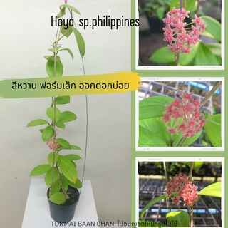 Hoya sp.philippines(pw1307-03) โฮย่าฟอร์มเล็ก ส่งต้นติดดอก ออกดอกบ่อย ส่งต้นพร้อมลวดแขวน