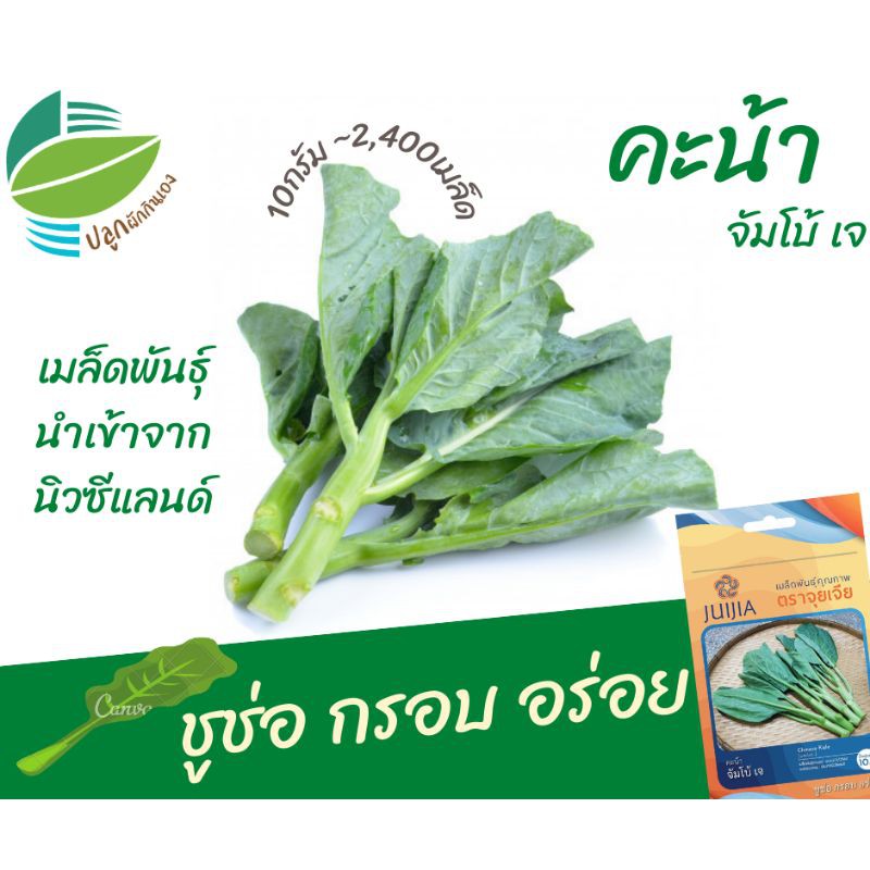 คะน้าเพชรนิล (Chinese​ Kale)​