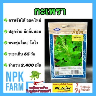 ผักซอง เจียไต๋ กะเพรา จำนวน 2,400 เมล็ด/ซอง เมล็ดพันธุ์ ลอตใหม่ ปลูกง่าย มีกลิ่นหอม ทรงพุ่มใหญ่ โตไว ระยะเก็บ 65 วัน