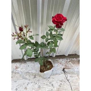 กุหลาบแดง ( Red Baccara )ดอกใหญ่ ไร้หนาม
