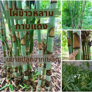 ไผ่ข้าวหลามกาบแดง  ลำไผ่ที่นำมาทำกระบอกข้าวหลามได้ดีที่สุด ไผ่ ต้นไผ่ ไผ่ข้าวหลาม บ้านสวนเก็บตะวัน