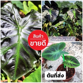 โคโลคาเซียอโลฮา ส่งทั้งกระถาง มี2ใบสวยๆ🍀🍀