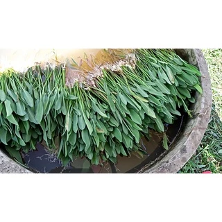 ผักพาย เมล็ดผักพายน้อย เมล็ดพันธุ์ผักพาย ผักพื้นบ้าน [ซื้อ 10 แถม 1 คละได้]