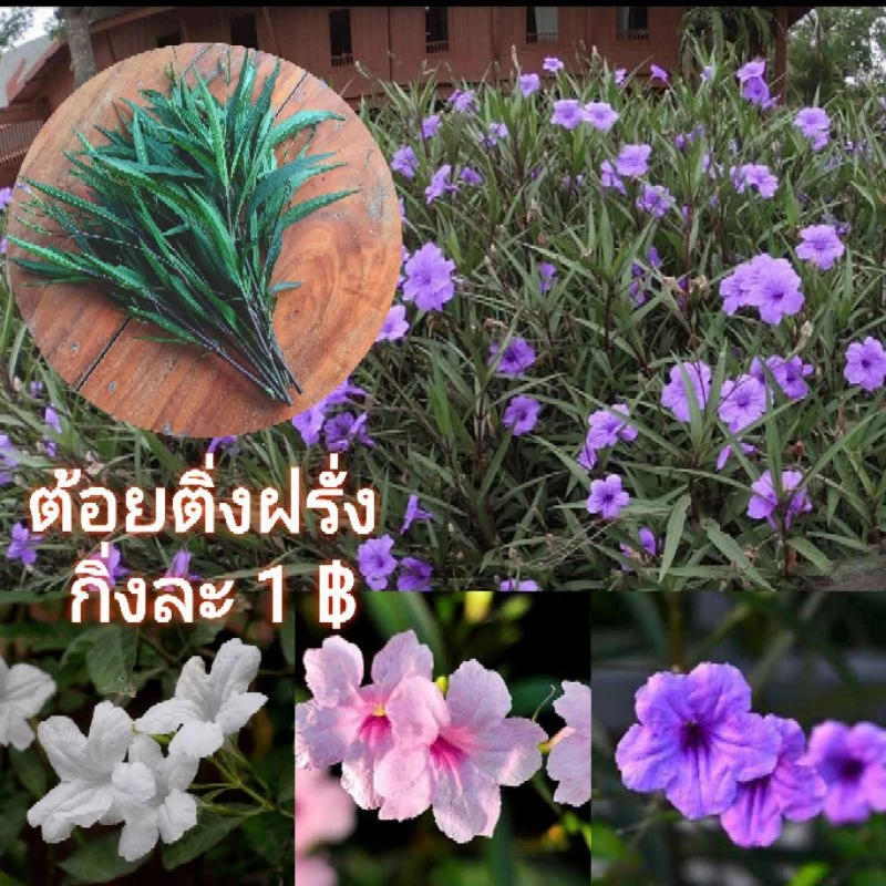 ต้อยติ่งฝรั่ง ฟ้าประทานพร กิ่งละ1บาท คละสีได้