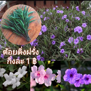 ราคาต้อยติ่งฝรั่ง ฟ้าประทานพร  กิ่งละ1บาท คละสีได้