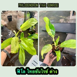 💚💚ฟิโลเดนดรอนไทยซันไรส์ ด่าง (Philodendron Thai Sunrise) 💚💚 ฟอร์มสวยกระถาง 6 นิ้ว