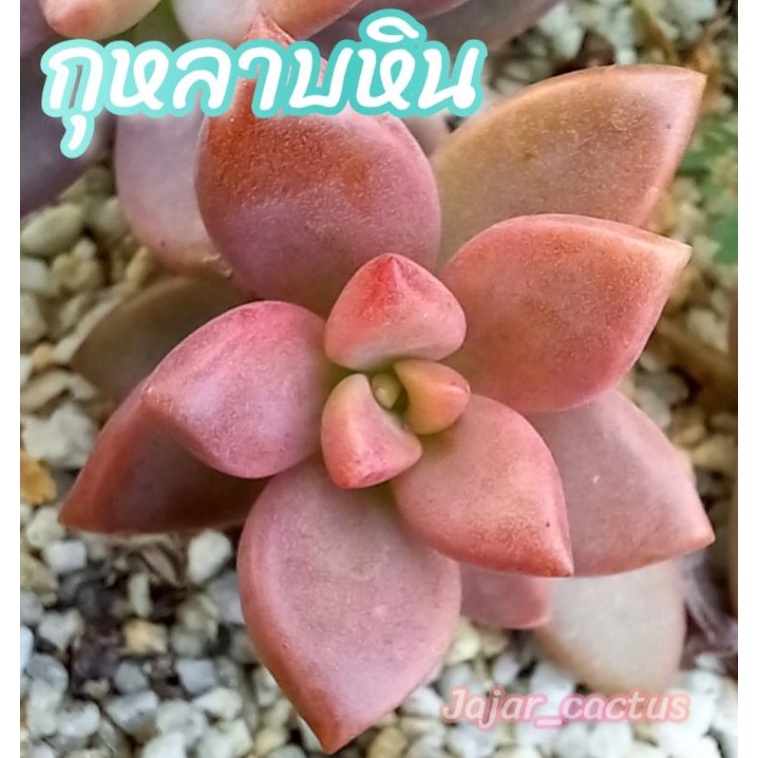 ไม้อวบน้ำ กุหลาบหิน 25฿