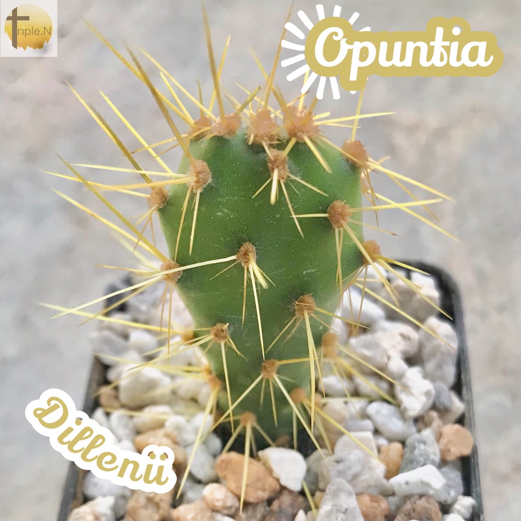 [โอพันเทียดิเลนนิอาย] Opuntia Dillenii ส่งพร้อมกระถาง แคคตัส Cactus Succulent Haworthia ไม้อวบน้ำ พืชอวบน้ำ หนาม