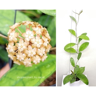 Hoya Finlaysonii โฮย่าฟินเลโซนิ