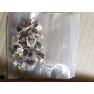 เมล็ดพันธุ์มะรุมต้นเตี้ยคัดจากพันธุ์ดีเนื้อหนาหว่นอร่อยชุดละ25เมล็ด20บาท1ชุดชื้อ1แถม1ชุด