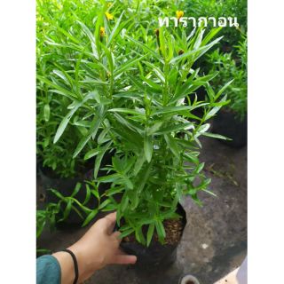 🌿ทาร์รากอน Tarragon เครื่องเทศฝรั่งเศส มีกลิ่นหอมเฉพาะตัวและมีรสเผ็ดร้อน