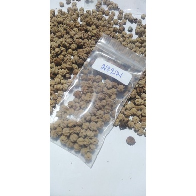 มะยมเปรี้ยว ขายเมล็ดพันธุ์1ชุด​50​บาท​บรรจุ​ราว​100​เมล็ด​น้ำหนัก​12กรัม