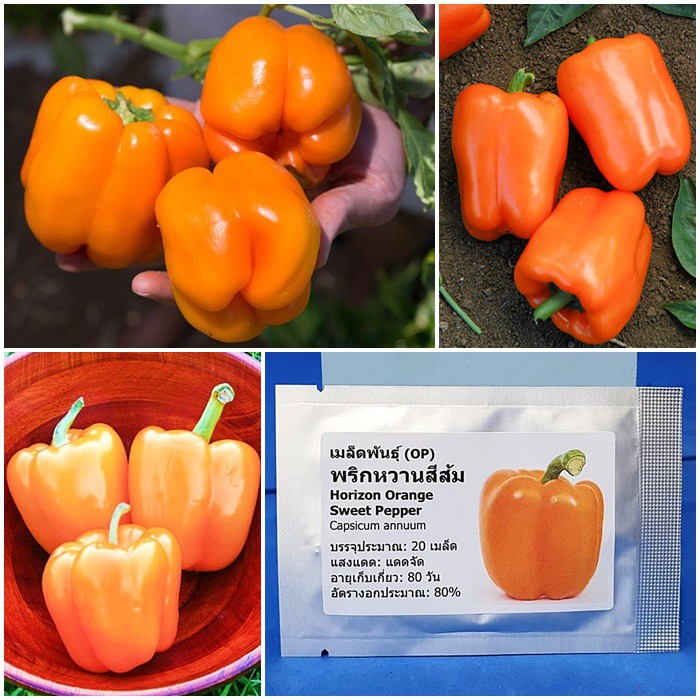 เมล็ดพันธุ์ พริกหวานสีส้ม Horizon Orange Sweet Pepper Seed บรรจุ 20 เมล็ด คุณภาพดี ของแท้ 100%