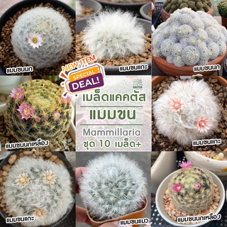 🌵เมล็ดแมมขน ชุด10+เมล็ด🌵 เก็บใหม่ 🌵แมมขนนก🌵ขนแกะ🌵ขนแมว🌵ขนนกเหลือง🌵คามิเน่ นกขาวญี่ปุ่น ดอกชมพู ขาว เขียว  🌵แมมมิลลาเลีย🌵