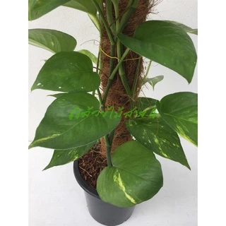 ต้นพลูด่างยักษ์ กระถาง 6 นิ้ว (Epipremnum aureum) ไม้ฟอกอากาศ พร้อมเสาใยมะพร้าว ความสูง 55 ซม.