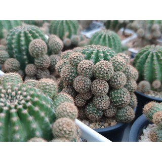 หน่อเด็ดสด 8 หน่อ/ชุด Echinopsis ไฮบริด แองเจิล  30 บาท