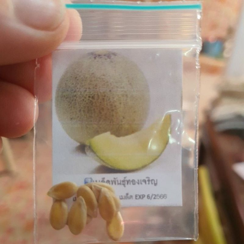 เมล่อนปริ้นเซส  ถูกที่สุด เมล็ด10 บ. เมล็ดพันธุ์เมล่อนปริ้นเซส 5-50 เมล็ด  หวานกรอบ☘️ ฉ่ำน้ำ ราคา ถูกที่สุด ดีลบีเคเค แกลเลอรีภาพที่ 2