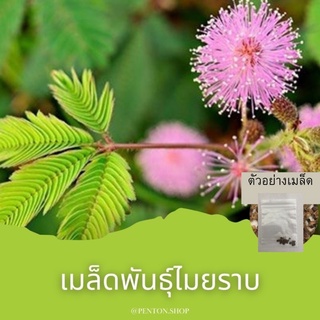 เมล็ดพันธุ์ไมยราบ 15 เมล็ด โปรดสั่งสินค้าภายในร้าน30บาทขึ้นไป