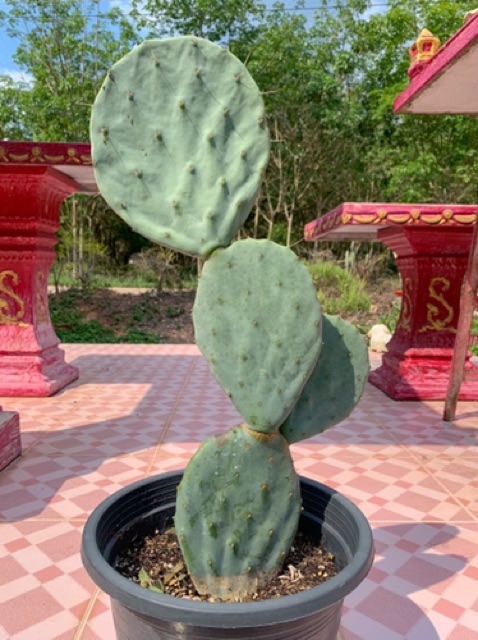 Opuntia Robusta giant robusta โอพันเทีย โรบัสต้า ไจแอนท์ ตัดแพดสด