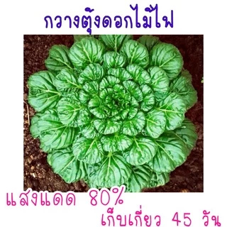 150 เมล็ด กวางตุ้งดอกไม้ไฟ​ Tatsoi​