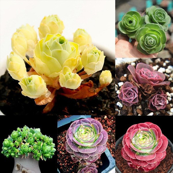 200pcs The Mountain Rose Aeonium Greenovia seeds Succulent Plant ...