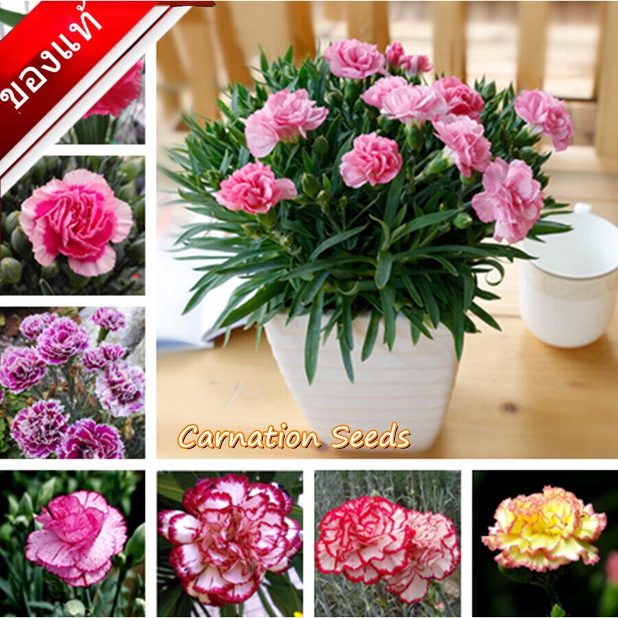 ประเทศไทย พร้อมสต็อก ปลูกง่าย ดอกคาร์เนชั่น Carnation Seeds บรรจุ50 ดอกไม้จริง ต้นบอนสีทุกสี บอนสีสวยๆ บอนสีชายชล บอนสี