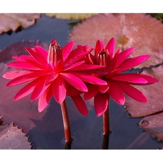 100 เมล็ด เมล็ดบัว สีแดง นำเข้า บัวนอก สายพันธุ์เมล็ดบัว Waterlily Nymphaea Seeds