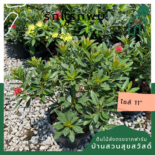 มุมมอง 2